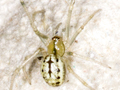 Enoplognatha latimana